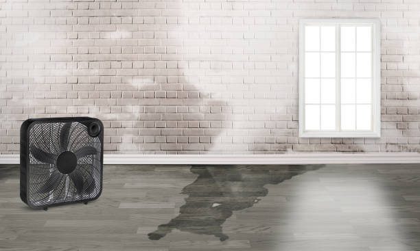 Best Ceiling water damage repair  in Genoa, IL